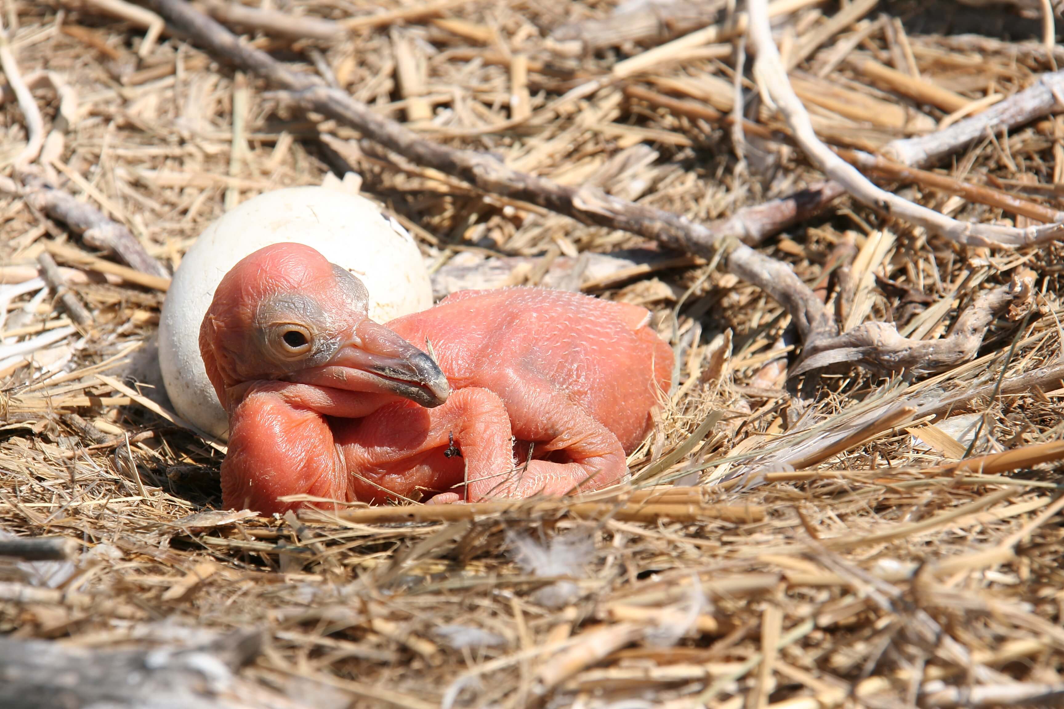 Красные птенцы. Кудрявый Пеликан птенцы. Розовый Пеликан гнездо. Розовый Пеликан птенец. Птенец Ибиса.
